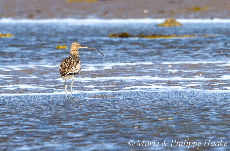 Courlis cendre 6483.jpg - Courlis cendré, Numenius arquata, Eurasian Curlew (Nesseby, Norvège, juin 2012)